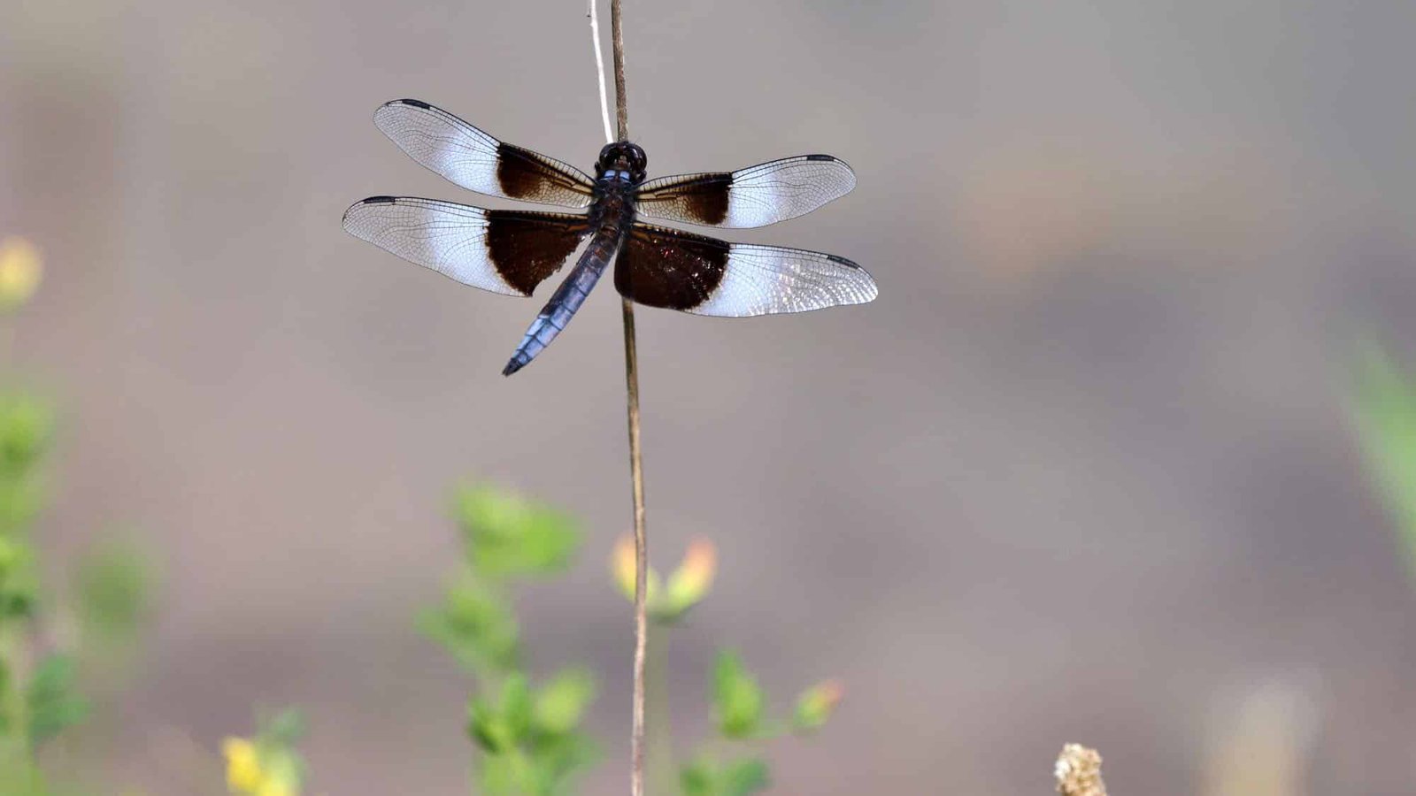 Dragonfly with black and white wings on a twig