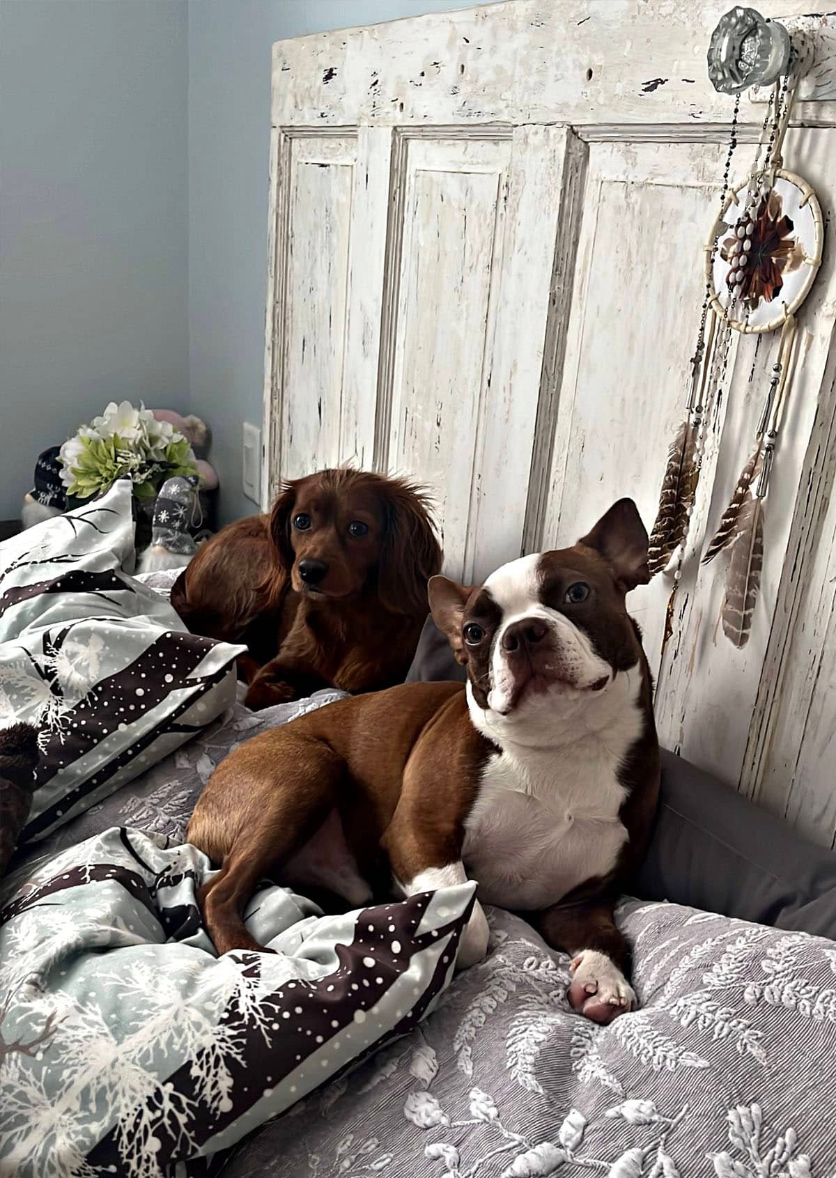Two dogs resting on a bed with rustic headboard