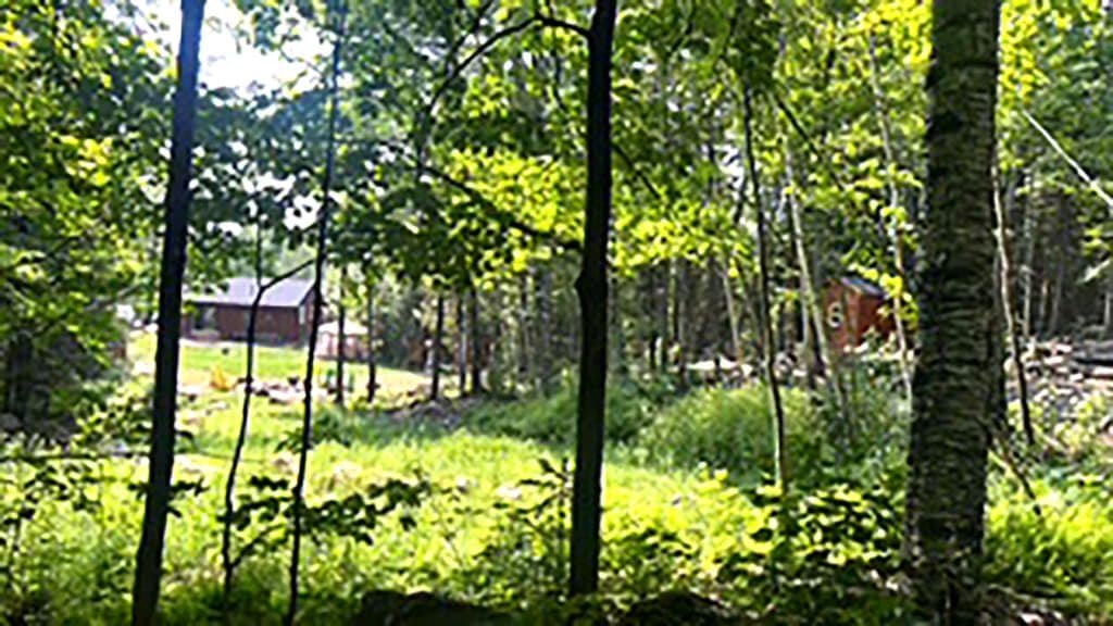 Wooded area with cabins under bright sunlight