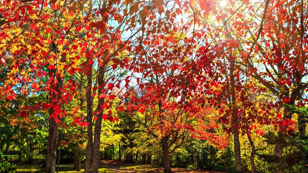 Vibrant autumn forest with red and yellow foliage under sunlight